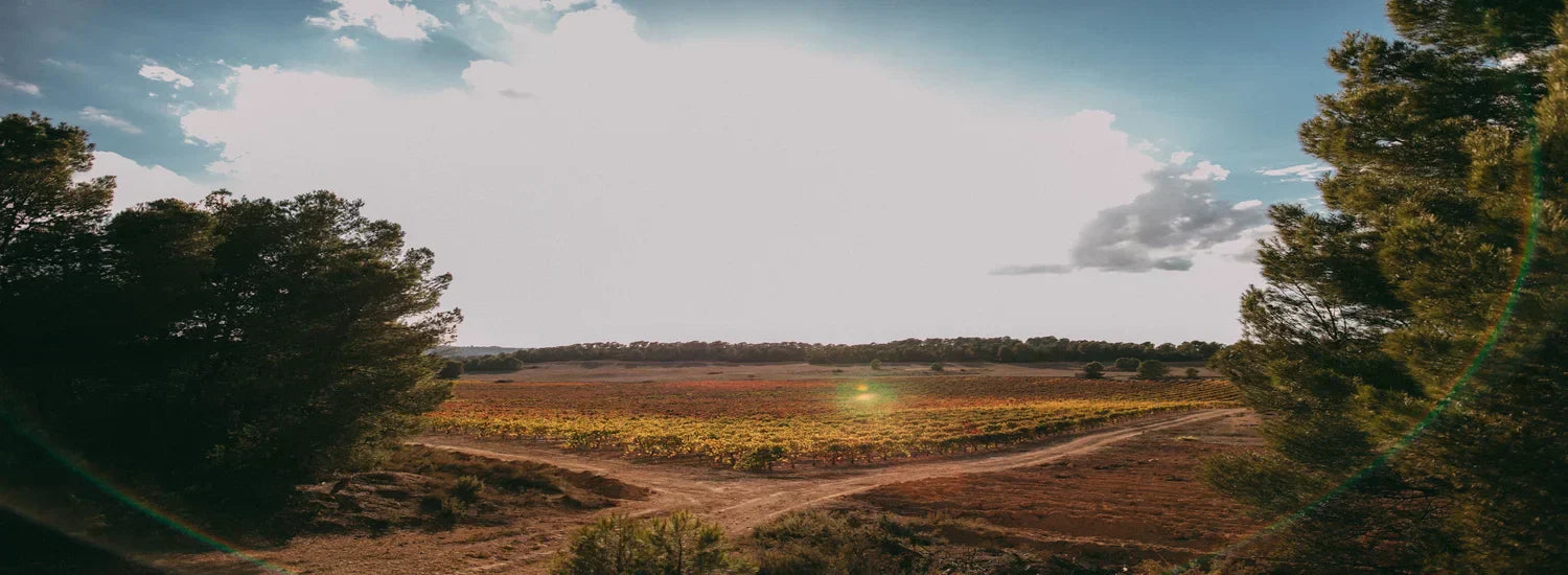 bodegas requena
