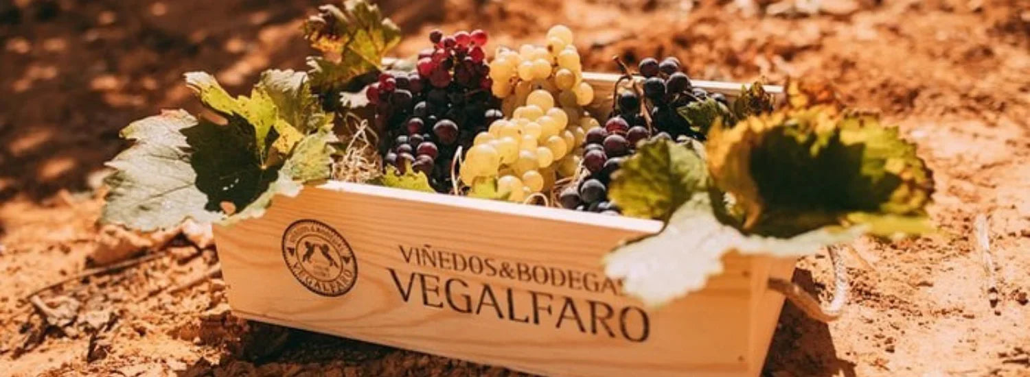 catas de vino requena