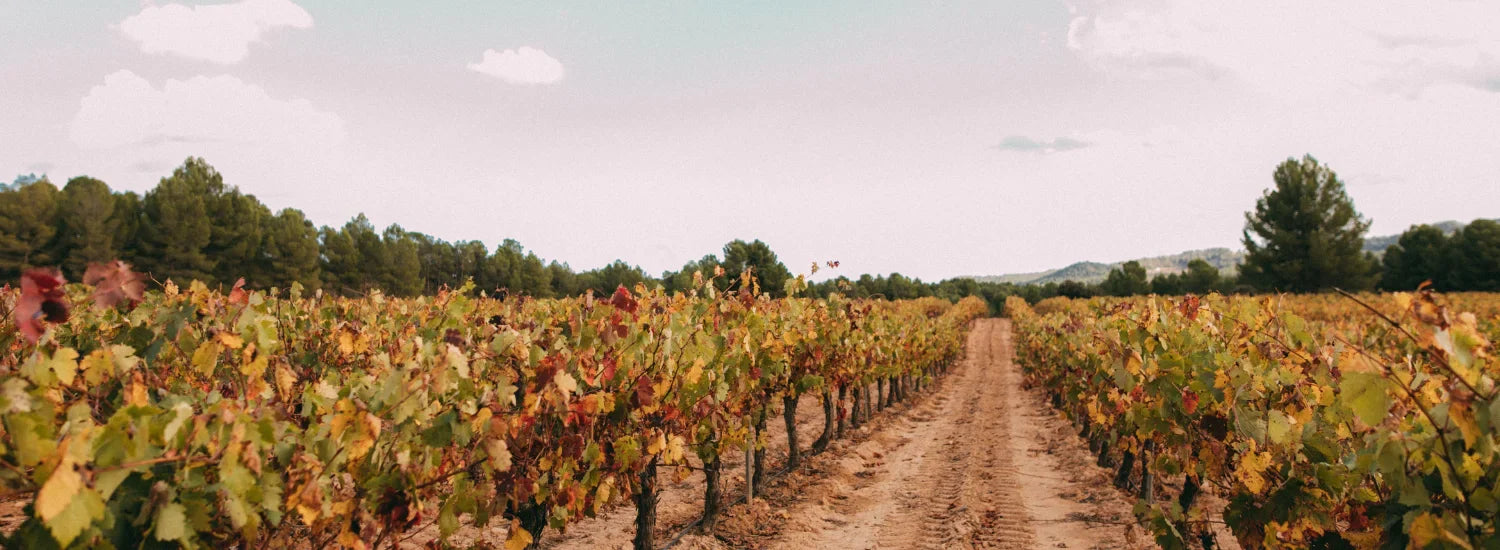 ruta del vino utiel requena