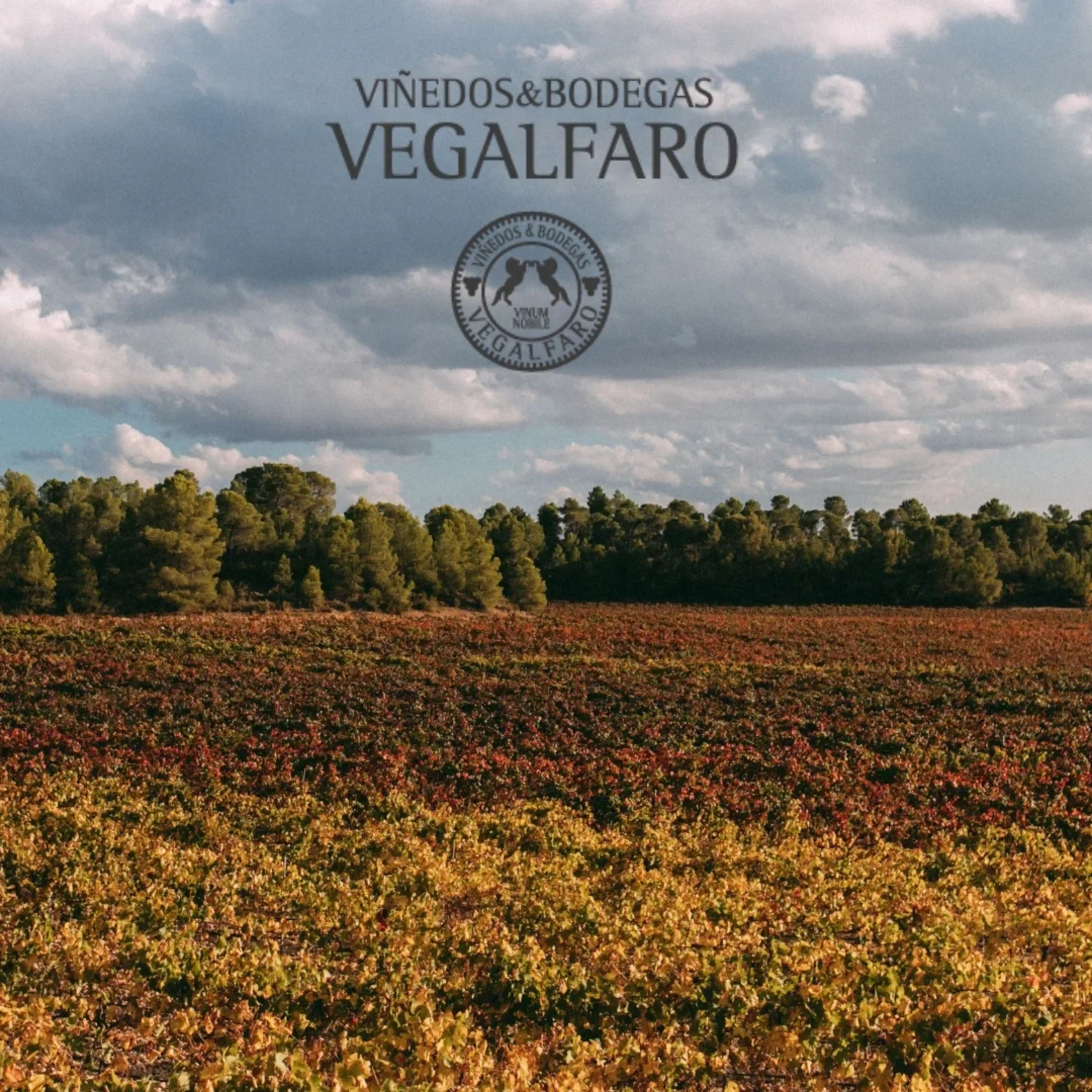 Enoturismo en Requena: Guía Completa para Disfrutar del Vino y la Tierra