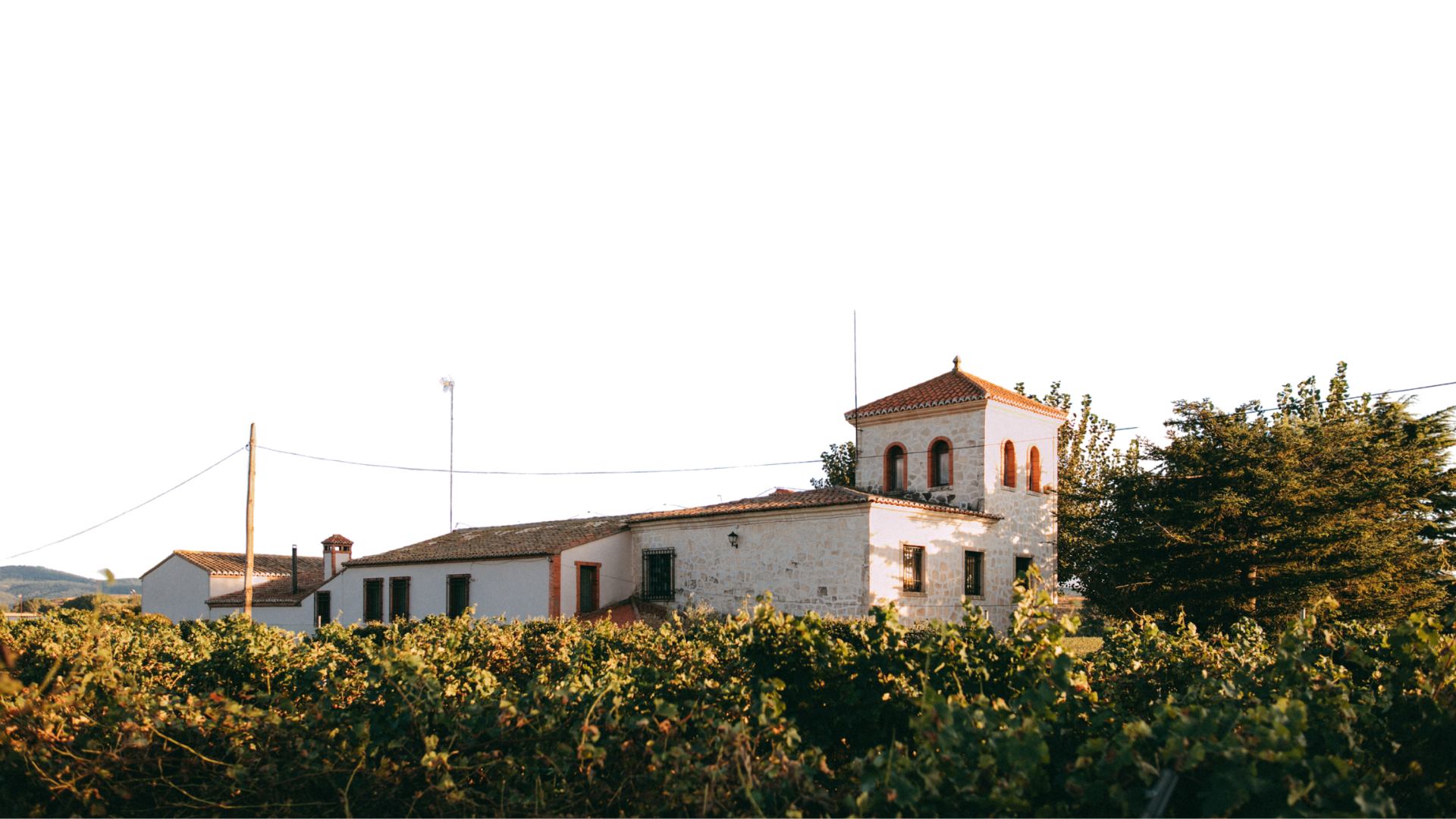Bodegas en Valencia: cómo elegir la mejor opción para visitar