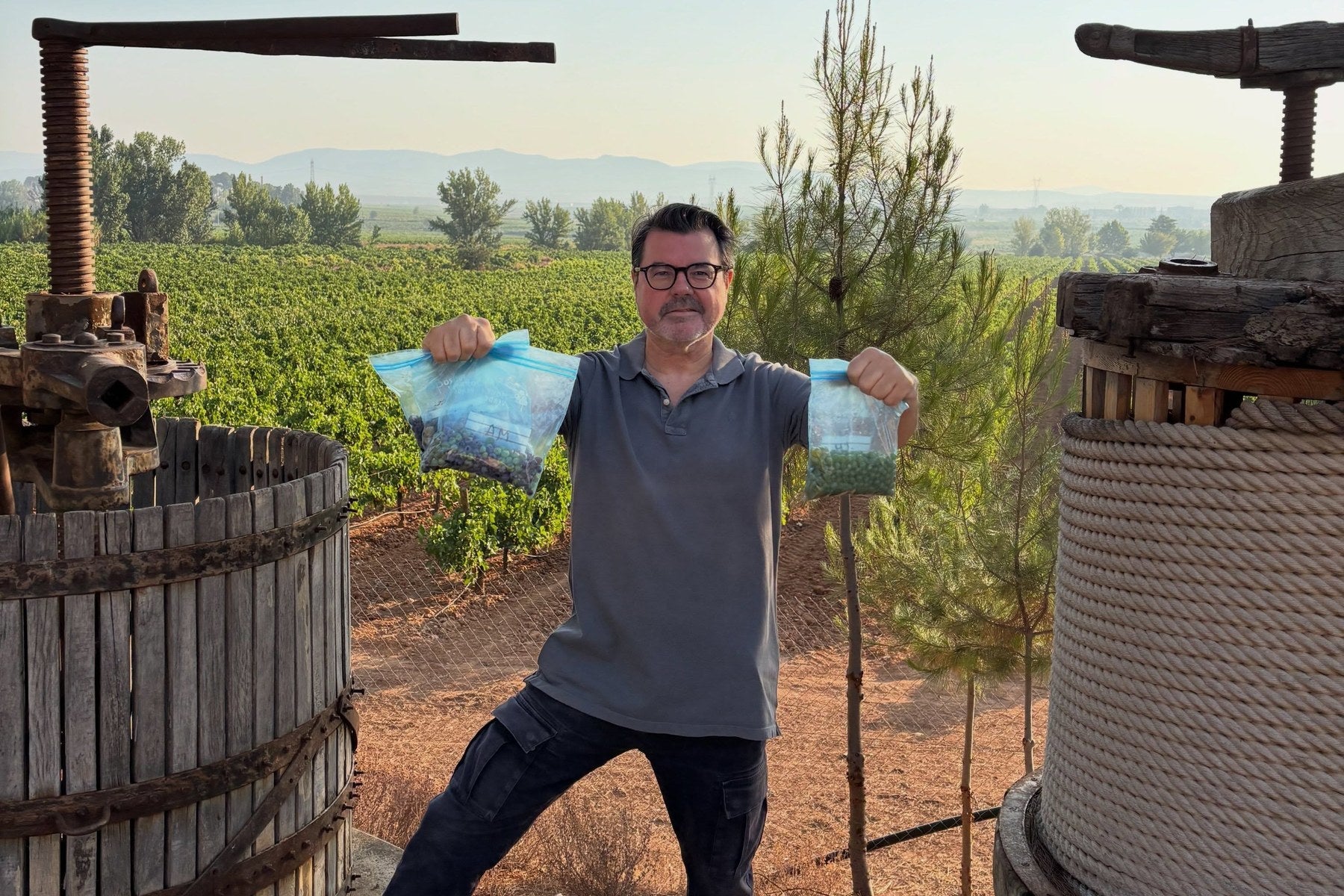 Rodolfo Valiente en el viñedo de Bodegas Vegalfaro con muestras de uva tinta y blanca durante el control de maduración previo a la vendimia 2026 en Requena