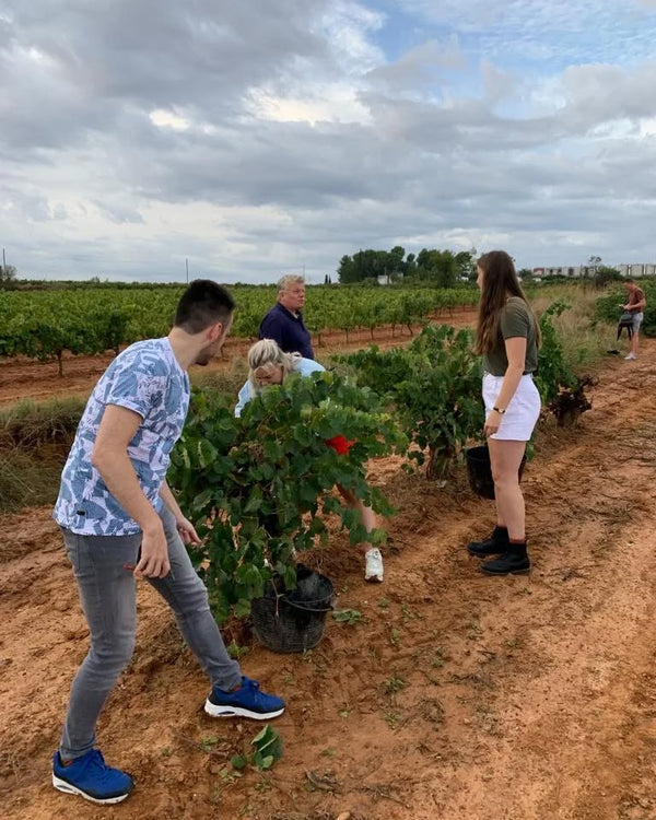 Bodegas Vegalfaro — enoturismo en Requena