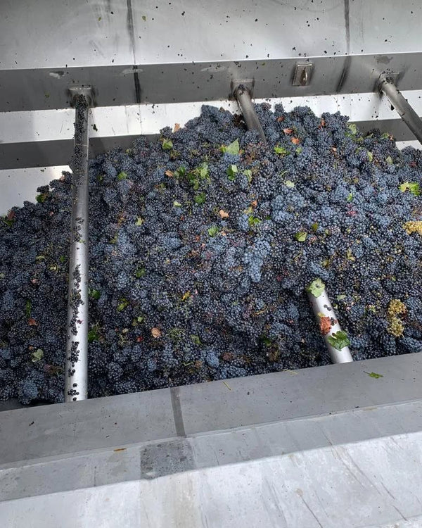 Bodegas Vegalfaro — enoturismo en Requena